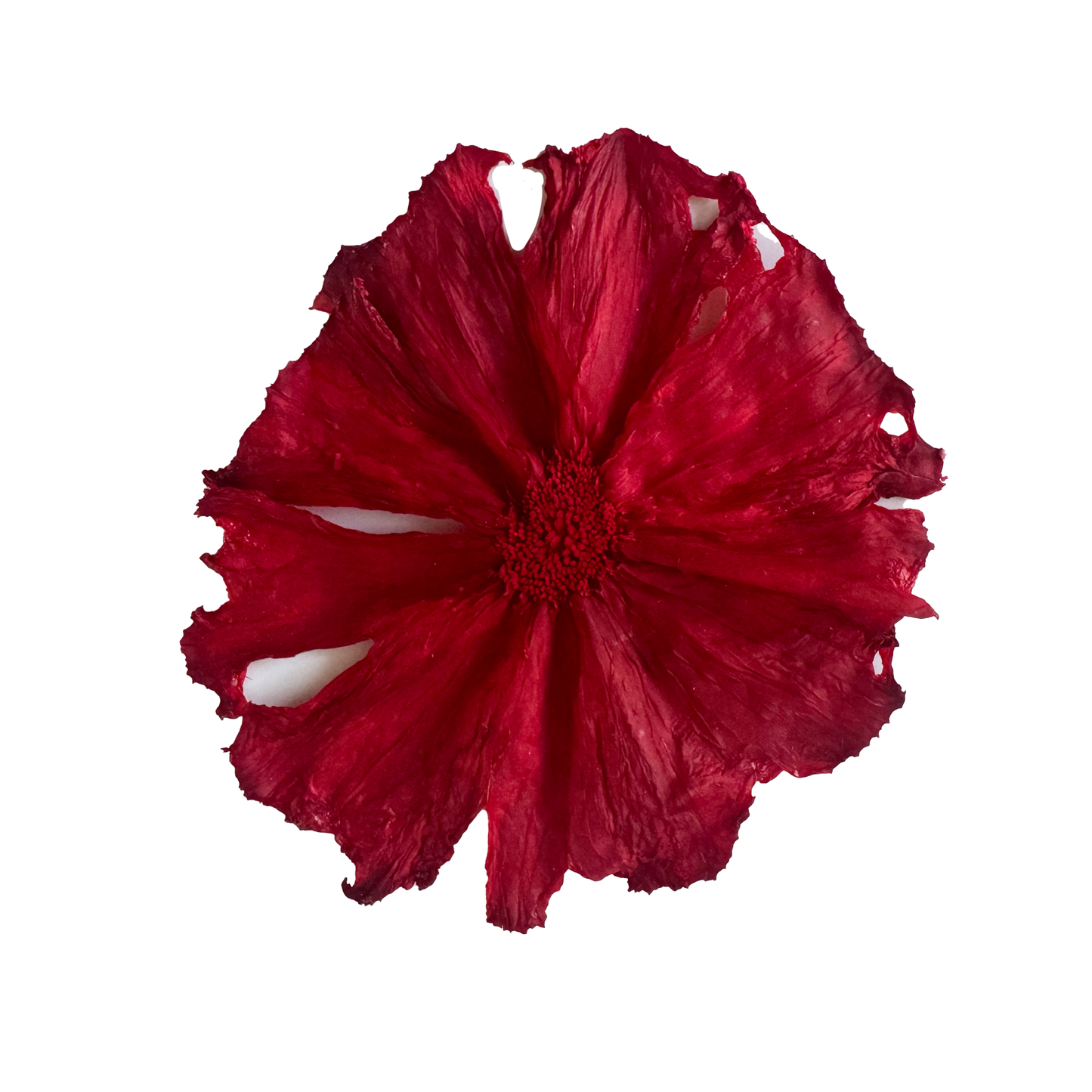 Red Dehydrated Pineapple Wheel