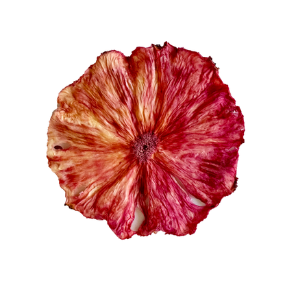 Rose Ombré Dehydrated Pineapple Wheel